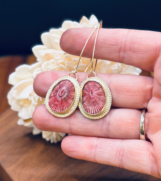 Pink Limpet Shell Gold Fill Earrings